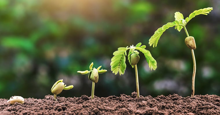 stages of growth of a plant in dirt